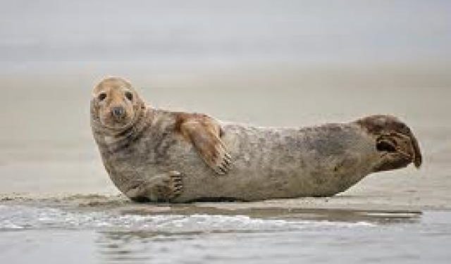 Quel est le nom de la femelle du taureau ?