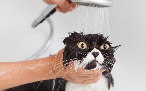 Pourquoi les chats n'aiment pas quand on siffle ?