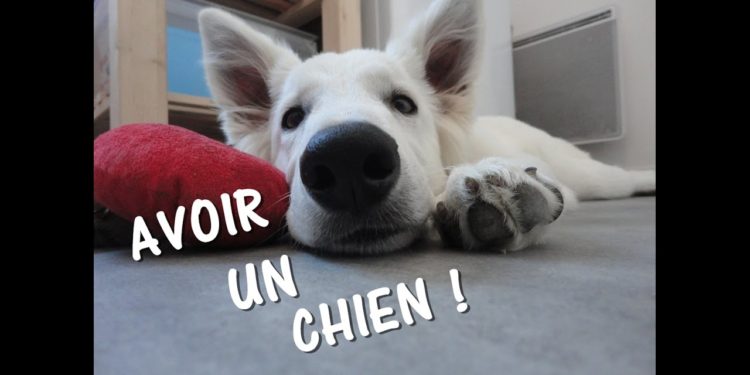 Comment avoir un chien gratuit ?
