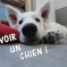 Comment avoir un chien gratuit ?