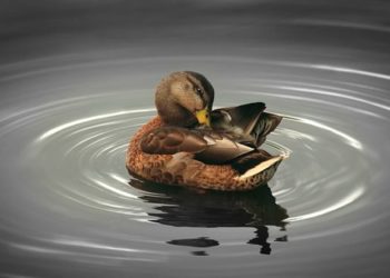 Pourquoi c'est mauvais de donner du pain aux canards ?