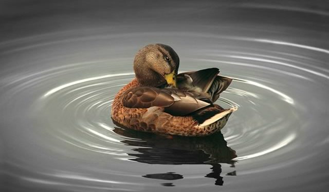 Pourquoi c'est mauvais de donner du pain aux canards ?