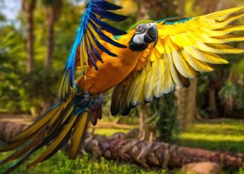 Quel perroquet est fait pour moi ?