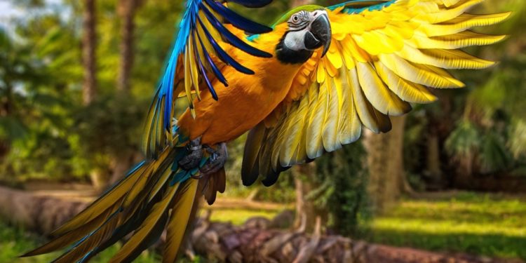 Quel perroquet est fait pour moi ?