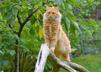 Quelle est la race la plus petite ?