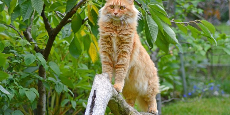 Quelle est la race la plus petite ?