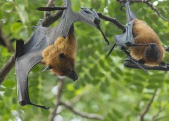 Comment s'appelle la femelle du chevreau ?