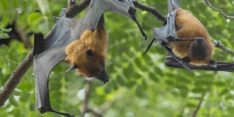 Comment s'appelle la femelle du chevreau ?