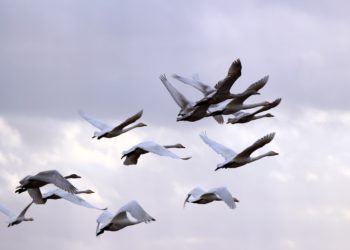 Est-ce que les cygnes sont des oiseaux migrateurs ?