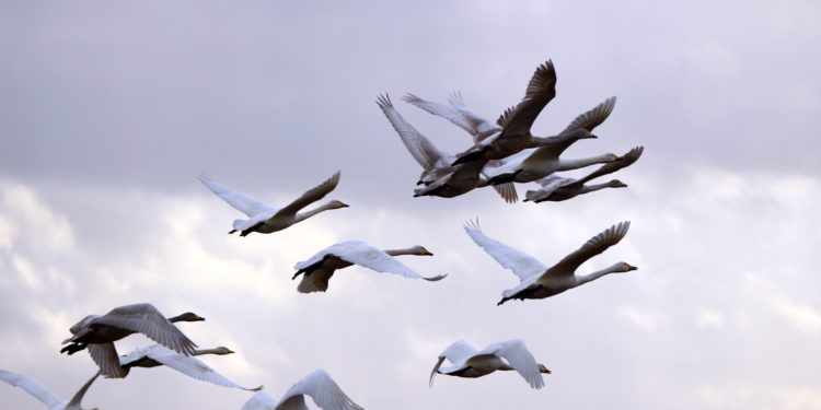 Est-ce que les cygnes sont des oiseaux migrateurs ?