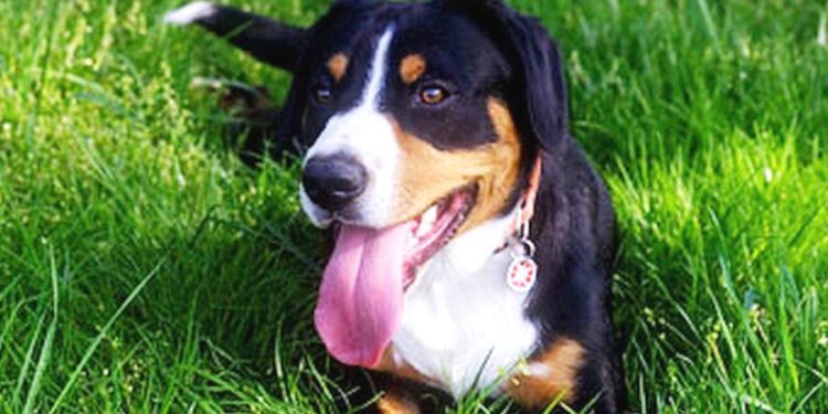 Quel est le prix d'un chien Boo ?