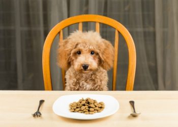 Qu'est-ce qui mange le chien ?