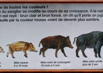 Comment s'appelle un sanglier de 2 à 3 ans ?