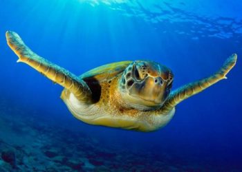 Quelles sont les espèces en voie de disparition ?