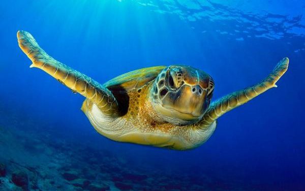 Quelles sont les espèces en voie de disparition ?