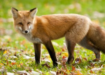 Comment s'appelle l'habitat du renard ?
