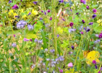 Pourquoi l'homme a besoin des animaux ?