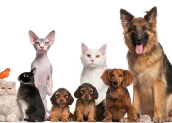 Pourquoi ne pas adopter un animal ?