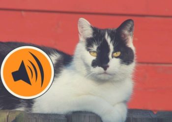 Quel est le meilleur répulsif pour les chats ?