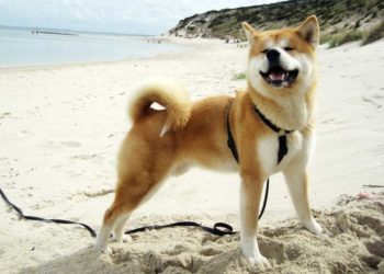Quelle est la durée de vie d'un Akita Inu ?