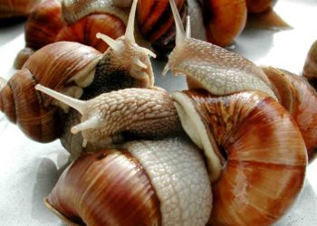 Comment engraisser des escargots ?