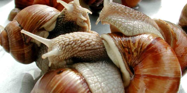 Comment engraisser des escargots ?