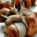 Comment engraisser des escargots ?