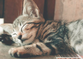 Quand mettre de l'anti puce à un chat ?