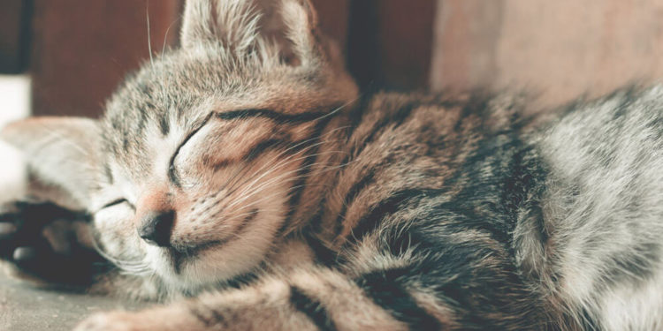 Quand mettre de l'anti puce à un chat ?