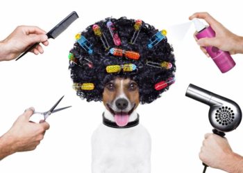 Pourquoi faire toiletter son chien ?