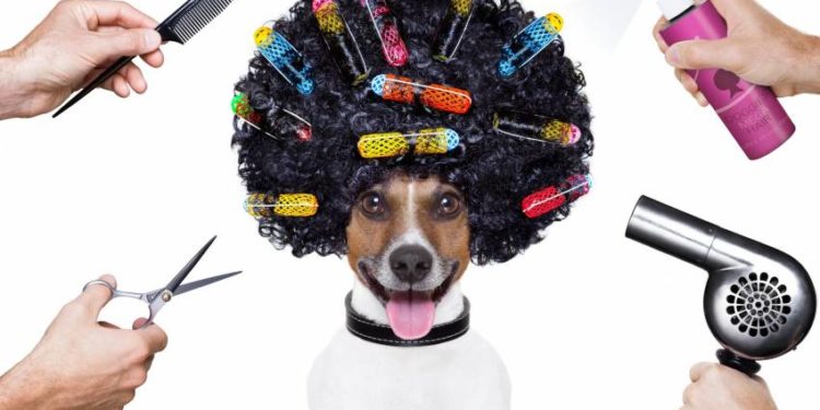 Pourquoi faire toiletter son chien ?