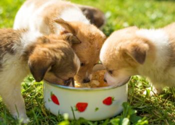 Quand donner à manger à un chiot ?