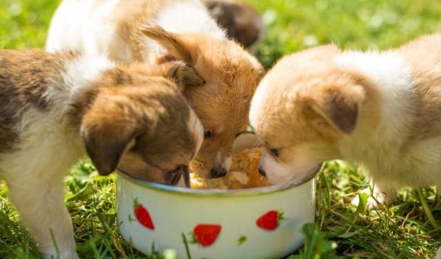 Quand donner à manger à un chiot ?