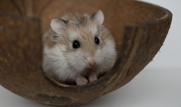 Comment nourrir un hamster nain russe ?