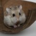 Comment nourrir un hamster nain russe ?