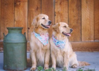 Comment gérer un chiot de 2 mois ?