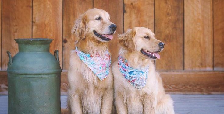 Comment gérer un chiot de 2 mois ?