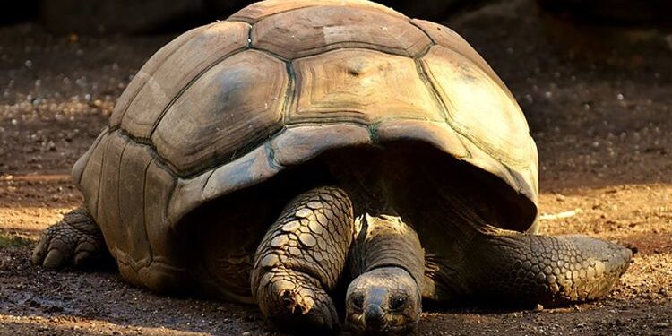 Quel est l'animal qui vit le plus longtemps au monde ?