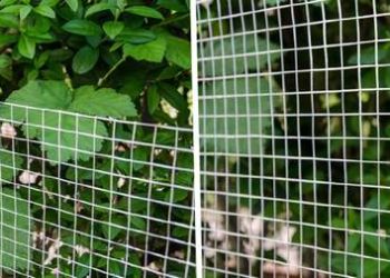 Comment bien tendre un grillage à poule ?