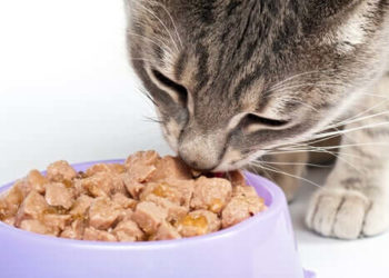 Comment nourrir un chat atteint d'une gingivite ?