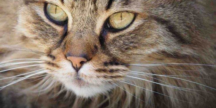 Quelles sont les huiles essentielles dangereuses pour le chat ?