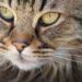 Quelles sont les huiles essentielles dangereuses pour le chat ?