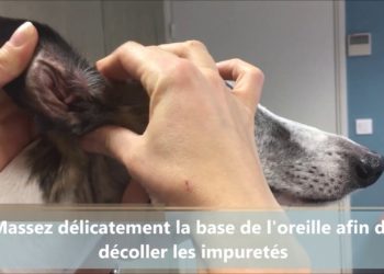 Comment nettoyer le couchage du chien ?