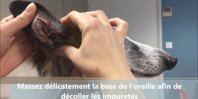 Comment nettoyer le couchage du chien ?