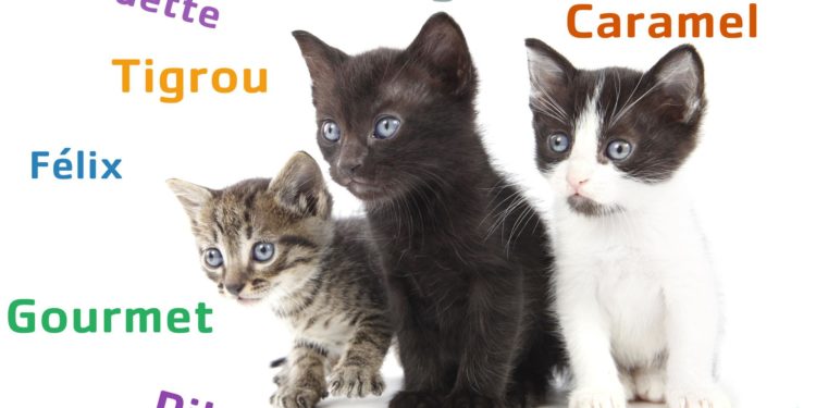 Comment choisir le prénom de son chat ?