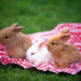 Comment appeler son lapin pour qu'il vienne ?