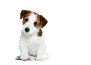 Comment choisir le nom d'un chien ?