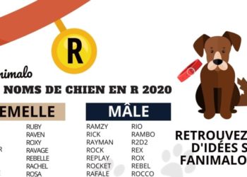 Quel nom pour un chien mâle ?