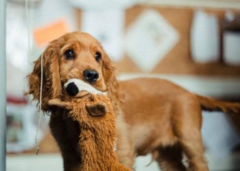 Quels sont les noms de chien commençant par S ?