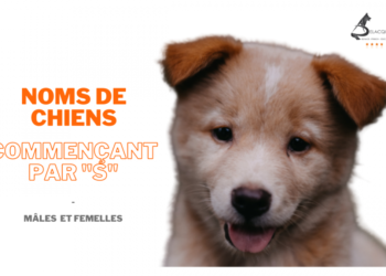 Quel nom de chien commençant par S ?